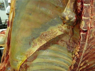 Pato Geral - CGF - 2009/2 13-15/10/2009 