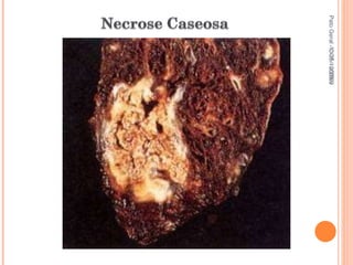 Pato Geral - CGF - 2009/2 13-15/10/2009 