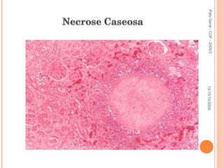 Pato Geral - CGF - 2009/2 13-15/10/2009 