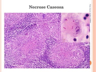 Pato Geral - CGF - 2009/2 13-15/10/2009 