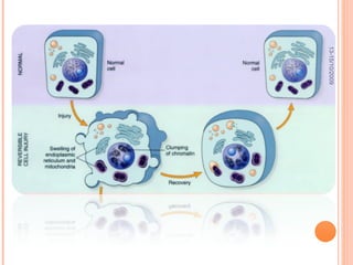 Pato Geral - CGF - 2009/2 13-15/10/2009 