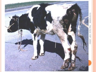 13-15/10/2009 Pato Geral - CGF - 2009/2 