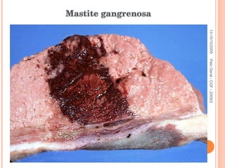 13-15/10/2009 Pato Geral - CGF - 2009/2 