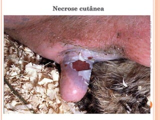 13-15/10/2009 Pato Geral - CGF - 2009/2 