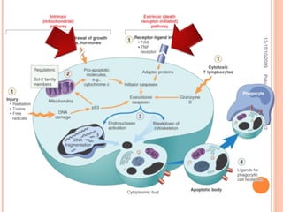 13-15/10/2009 Pato Geral - CGF - 2009/2 