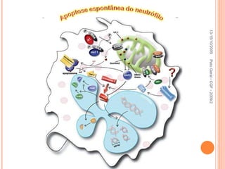 13-15/10/2009 Pato Geral - CGF - 2009/2 