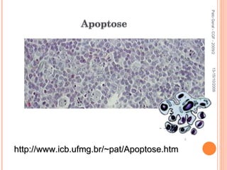 Pato Geral - CGF - 2009/2 http://www.icb.ufmg.br/~pat/Apoptose.htm 13-15/10/2009 