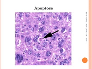 13-15/10/2009 Pato Geral - CGF - 2009/2 