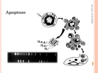 Pato Geral - CGF - 2009/2 13-15/10/2009 