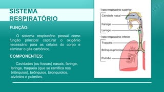 SISTEMA
RESPIRATÓRIO
O sistema respiratório possui como
função principal capturar o oxigênio
necessário para as células do corpo e
eliminar o gás carbônico.
FUNÇÃO:
COMPONENTES:
Cavidades (ou fossas) nasais, faringe,
laringe, traqueia (que se ramifica nos
brônquios), brônquios, bronquíolos,
alvéolos e pulmões.
 