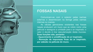 FOSSAS NASAIS
Comunicam-se com o exterior pelas narinas
externas e desembocam na faringe pelas narinas
internas ou coanas.
As células glandulares existentes nas fossas
nasais produzem um muco que as cobre como uma
película e assegura a umidade para o ar inspirado; o
calor é devido à rica vascularização desta mucosa.
Suas funções são, portanto:
- Aquecimento e umidificação do ar inspirado;
- Remoção de impurezas finas do ar inspirado,
por adesão na película do muco.
 