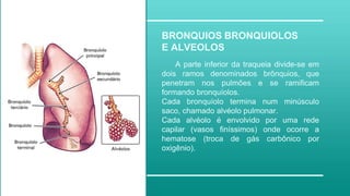 BRONQUIOS BRONQUIOLOS
E ALVEOLOS
A parte inferior da traqueia divide-se em
dois ramos denominados brônquios, que
penetram nos pulmões e se ramificam
formando bronquíolos.
Cada bronquíolo termina num minúsculo
saco, chamado alvéolo pulmonar.
Cada alvéolo é envolvido por uma rede
capilar (vasos finíssimos) onde ocorre a
hematose (troca de gás carbônico por
oxigênio).
 