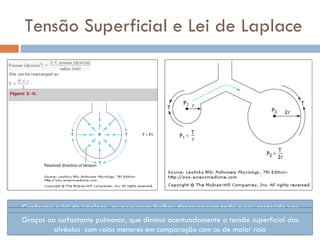 Tensão Superficial e Lei de Laplace Conforme a lei de Laplace, as pequenas bolhas descarregam todo o seu conteúdo nas bolhas maiores uma vez que, o raio da esfera menor imprime uma grande pressão interna. No caso dos alvéolos, os menores evacuariam seu conteúdo nos maiores, mas ao contrário, eles são extremamente estáveis!!! Como isso ocorre??? Graças ao surfactante pulmonar, que diminui acentuadamente a tensão superficial dos alvéolos  com raios menores em comparação com os de maior raio 