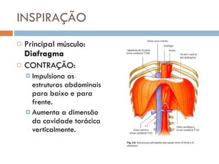 INSPIRAÇÃO Principal músculo:  Diafragma CONTRAÇÃO:  Impulsiona as estruturas abdominais para baixo e para frente.  Aumenta a dimensão da cavidade torácica verticalmente. 