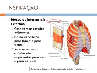 INSPIRAÇÃO Músculos intercostais externos. Conectam as costelas adjacentes. Inclina as costelas para baixa e para frente. Ao contrair-se as costelas são empurradas para cima e para os lados Aumenta o diâmetro ântero-posterior e lateral do tórax. 