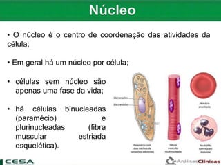 • O núcleo é o centro de coordenação das atividades da
célula;
• Em geral há um núcleo por célula;
• células sem núcleo são
apenas uma fase da vida;
• há células binucleadas
(paramécio) e
plurinucleadas (fibra
muscular estriada
esquelética).
 