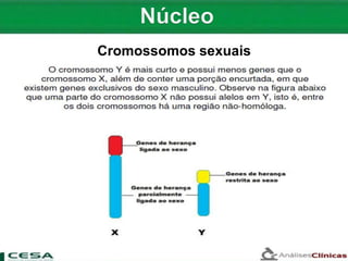 Cromossomos sexuais
 