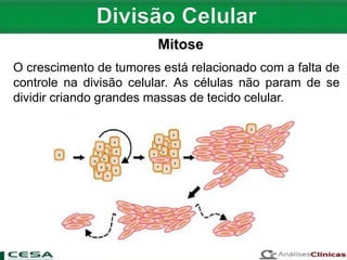 O crescimento de tumores está relacionado com a falta de
controle na divisão celular. As células não param de se
dividir criando grandes massas de tecido celular.
Mitose
 