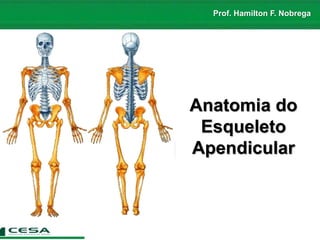 Prof. Hamilton F. Nobrega
Anatomia do
Esqueleto
Apendicular
 
