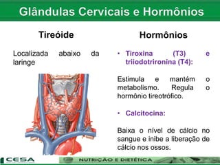 Tireóide
Localizada abaixo da
laringe
Hormônios
• Tiroxina (T3) e
triiodotrironina (T4):
Estimula e mantém o
metabolismo. Regula o
hormônio tireotrófico.
• Calcitocina:
Baixa o nível de cálcio no
sangue e inibe a liberação de
cálcio nos ossos.
 