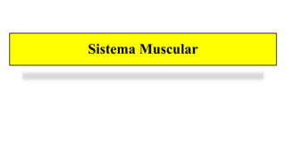 Sistema Muscular
 