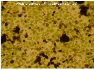 Algas presentes – Filtração Lenta (antes)
 
