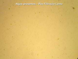 Algas presentes – Pós Filtração Lenta
 