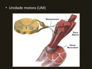 • Unidade motora (UM)
 