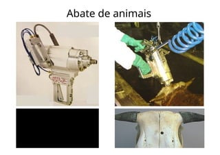Abate de animais
 