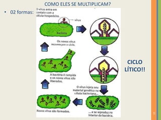 13
COMO ELES SE MULTIPLICAM?
CICLO
LÍTICO!!
• 02 formas:
 