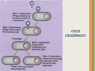 16
CICLO
LÍSOGÊNICO!!
 
