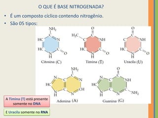 O QUE É BASE NITROGENADA?
• É um composto cíclico contendo nitrogênio.
• São 05 tipos:
A Timina (T) está presente
somente no DNA
E Uracila somente no RNA
 