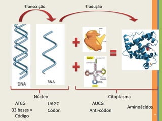 8
TraduçãoTranscrição
Núcleo Citoplasma
ATCG UAGC AUCG
Aminoácidos
03 bases =
Código
Códon Anti-códon
 