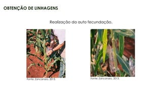 10
OBTENÇÃO DE LINHAGENS
Fonte: Zancanaro, 2013.
Realização da auto fecundação.
Fonte: Zancanaro, 2013.
 