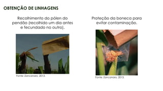 11
OBTENÇÃO DE LINHAGENS
Fonte: Zancanaro, 2013.
Fonte: Zancanaro, 2013.
Recolhimento do pólen do
pendão (recolhido um dia antes
e fecundado no outro).
Proteção da boneca para
evitar contaminação.
 