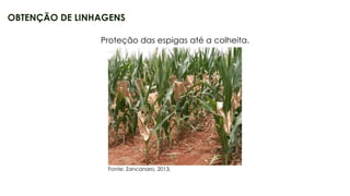 12
OBTENÇÃO DE LINHAGENS
Fonte: Zancanaro, 2013.
Proteção das espigas até a colheita.
 