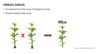 13
HÍBRIDO SIMPLES
A B
HSAB
• Cruzamento entre duas linhagens puras;
• Produtividade elevada.
X
Figura 2. Obtenção de híbrido simples.
 
