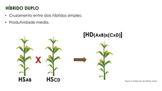 14
HÍBRIDO DUPLO
HSAB HSCD
X
• Cruzamento entre dois híbridos simples;
• Produtividade média.
[HD(AxB)x(CxD)]
Figura 3. Obtenção de híbrido duplo.
 
