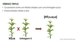 15
HÍBRIDO TRIPLO
HSAB Linhagem E
X
• Cruzamento entre um híbrido simples com uma linhagem pura;
• Produtividade média a alto.
[HT(AxB)xE]
Figura 4. Obtenção de híbrido triplo.
 