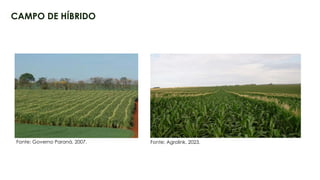 16
CAMPO DE HÍBRIDO
Fonte: Agrolink, 2023.
Fonte: Governo Paraná, 2007.
 