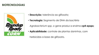 22
• Descrição: tolerância ao glifosato;
• Tecnologia: Segmento de DNA da bactéria
Agrobacterium spp, o gene produz a enzima cp4-epsps;
• Aplicabilidade: controle de plantas daninhas, com
herbicidas a base de glifosato.
BIOTECNOLOGIAS
 