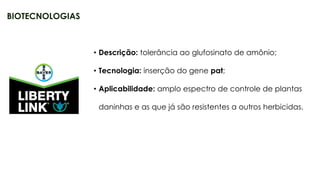 23
• Descrição: tolerância ao glufosinato de amônio;
• Tecnologia: inserção do gene pat;
• Aplicabilidade: amplo espectro de controle de plantas
daninhas e as que já são resistentes a outros herbicidas.
BIOTECNOLOGIAS
 