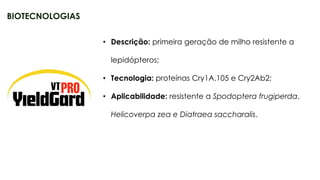 24
• Descrição: primeira geração de milho resistente a
lepidópteros;
• Tecnologia: proteínas Cry1A.105 e Cry2Ab2;
• Aplicabilidade: resistente a Spodoptera frugiperda,
Helicoverpa zea e Diatraea saccharalis.
BIOTECNOLOGIAS
 