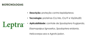 25
• Descrição: proteção contra lepidópteros;
• Tecnologia: proteínas Cry1Ab, Cry1F e Vip3Aa20;
• Aplicabilidade: controle de Spodoptera frugiperda,
Elasmopalpus lignosellus, Spodoptera eridania,
Helicoverpa zea e Agrotis ipsilon.
BIOTECNOLOGIAS
 