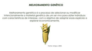 3
Melhoramento genético é o processo de selecionar ou modificar
intencionalmente o material genético de um ser vivo para obter indivíduos
com características de interesse, com o objetivo de adaptar essas espécies a
explorar economicamente.
Fonte: minipcr, 2023.
MELHORAMENTO GENÉTICO
 