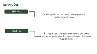 7
DEFINIÇÕES
Híbrido:
Obtido pelo cruzamento entre plantas
de linhagens pura;
Cultivar:
É o resultado de melhoramento em uma
variedade de plantas que a torne diferente
das demais.
 