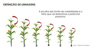 9
OBTENÇÃO DE LINHAGENS
1 2 3 4 5 6
A escolha das fontes de variabilidade é o
fator que vai determinas o potencial
produtivo.
Figura 1. Obtenção de linhagens.
 