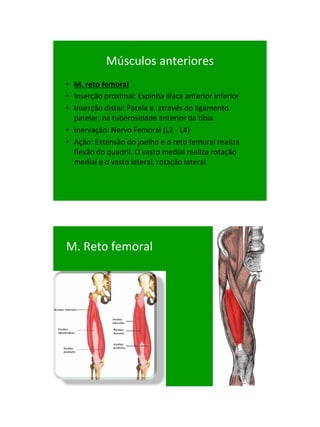 21/1/2011




            Músculos anteriores
• M. reto femoral
• inserção proximal: Espinha ilíaca anterior inferior
• Inserção distal: Patela e, através do ligamento
  patelar, na tuberosidade anterior da tíbia
• Inervação: Nervo Femoral (L2 - L4)
• Ação: Extensão do joelho e o reto femural realiza
  flexão do quadril. O vasto medial realiza rotação
  medial e o vasto lateral, rotação lateral




M. Reto femoral




                                                              16
 