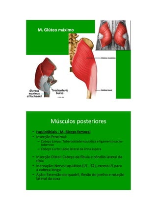 21/1/2011




   M. Glúteo máximo




           Músculos posteriores
• Isquiotibiais - M. Bíceps femoral
• Inserção Proximal:
   – Cabeça Longa: Tuberosidade isquiática e ligamento sacro-
     tuberoso
   – Cabeça Curta: Lábio lateral da linha áspera

• Inserção Distal: Cabeça da fíbula e côndilo lateral da
  tíbia
• Inervação: Nervo Isquiático (L5 - S2), exceto L5 para
  a cabeça longa
• Ação: Extensão do quadril, flexão do joelho e rotação
  lateral da coxa




                                                                      19
 