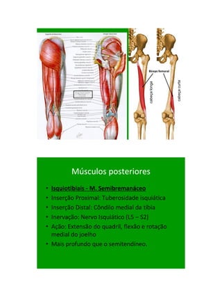 21/1/2011




                                      Bíceps femoral




                                                       cabeça curta
                                      cabeça longa




         Músculos posteriores
• Isquiotibiais - M. Semibremanáceo
• Inserção Proximal: Tuberosidade isquiática
• Inserção Distal: Côndilo medial da tíbia
• Inervação: Nervo Isquiático (L5 – S2)‫‏‬
• Ação: Extensão do quadril, flexão e rotação
  medial do joelho
• Mais profundo que o semitendíneo.




                                                                            20
 